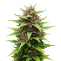 thumb of Durban Poison Auto Plant