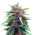 thumb of Durban Poison plant