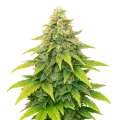 thumb of Fat Bastard Auto Plant