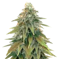 thumb of Fat Bastard plant