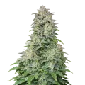thumb of Forbidden Runtz plant