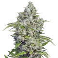 thumb of Future #1 Plant