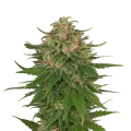 thumb of G13 Auto Plant