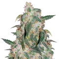 thumb of Gary Payton Plant