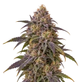 thumb of Granddaddy Purple x Bruce Banner Plant