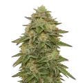 thumb of Gelato Auto Pflanze