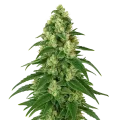 thumb of Girl Scout Cookies Auto Plant