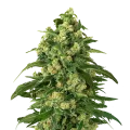 thumb of Girl Scout Cookies plant