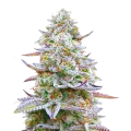 thumb of Glitter Bomb Cannabis Plant