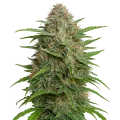 thumb of GMO Cookies Auto Plant
