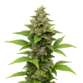 thumb of Godfather OG Auto Plant