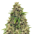 thumb of Godfather OG plant