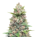 thumb of Gods Gift Plant