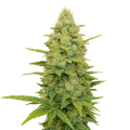 thumb of Gold Leaf Auto Plant