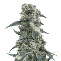 thumb of Gorilla Cookies Plant