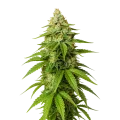 thumb of Gorilla Glue Auto Plant