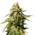 thumb of Gorilla Glue plant