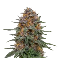 thumb of Granddaddy Purple Auto Plant