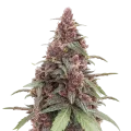 thumb of Grandmommy Purple Cannabis Plant