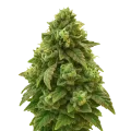 thumb of Green Crack Auto Pflanze