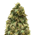 thumb of Green Crack plant