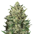 thumb of Green Poison Plant