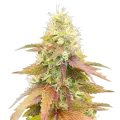 thumb of Gumbo Cannabis Plant