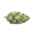thumb of Gush Mints Autoflower Cannabis Bud
