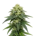 thumb of Gush Mints Autoflower Cannabis Plant