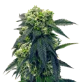 thumb of Gush Mints plant
