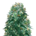 thumb of Harlequin plant