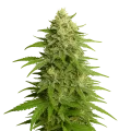 thumb of Haze Auto Plant
