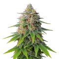 thumb of Hellfire OG Auto Plant