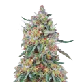 thumb of Hellfire OG plant