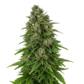 thumb of Hindu Kush Auto Plant