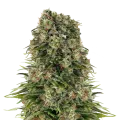 thumb of Hindu Kush plant