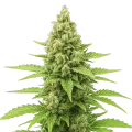thumb of Humboldt Autoflower Plant
