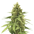 thumb of Humboldt plant