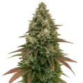 thumb of Ice Cream Cake Auto Plant