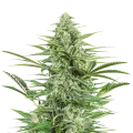thumb of Island Sweet Skunk plant