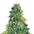 thumb of Jack Herer Plant