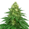 thumb of Jack Widow Auto Plant