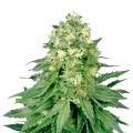 thumb of Jack Widow plant