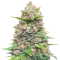 thumb of Jealousy plant