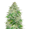 thumb of Kalifa Kush Plant