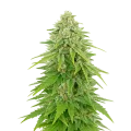 thumb of Khalifa Kush Auto Pflanze