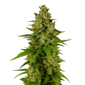 thumb of Kiwi Kush Auto Plant