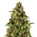 thumb of Kiwi Kush Plant