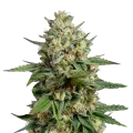 thumb of Kosher Kush plant