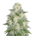 thumb of Lamb's Bread Autoflower Cannabis Plant